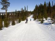 Descentes de liaison à travers la forêt