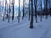 Magnifiques descentes en forêt avec de la poudreuse japonaise