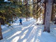 Piste forestière défrichée - Gladed Run
