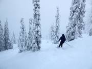 Descentes en forêt non damées avec neige profonde (Gladed Runs)