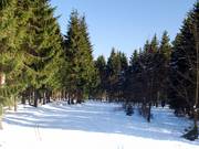 Piste de ski de fond am Bremberg