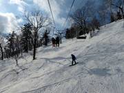 Piste de poudreuse à travers des forêts clairsemées