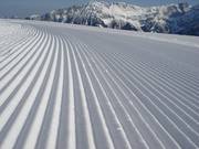 Des traces fraîches dans la neige