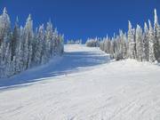 Piste East Bushwacker