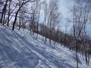 Descentes à travers les forêts claires