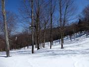 Les descentes à travers les forêts éclaircies (Gladed Runs) sont très appréciées.