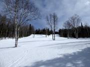 Piste facile à moyenne Des Bouleaux