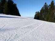 Piste damée