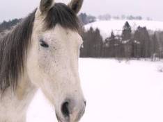 Vidéo Kokava-Línia